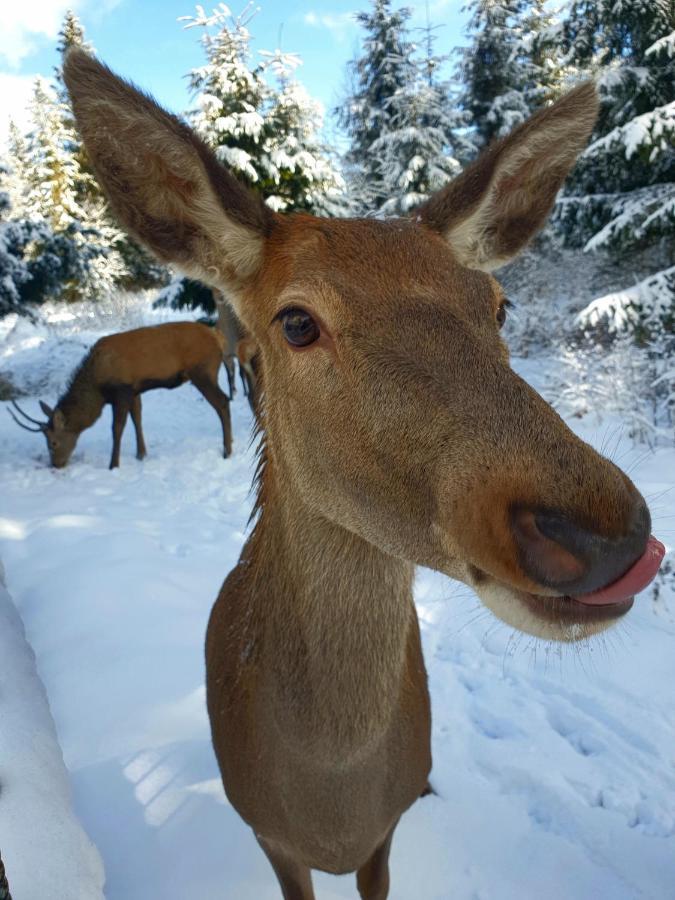 Domek Na Zaciszu Zakopane Esterno foto